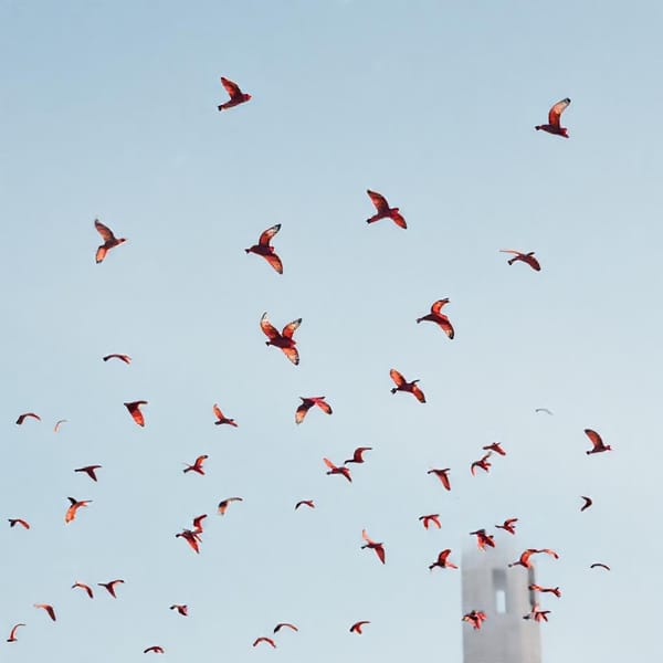 Tags: -

