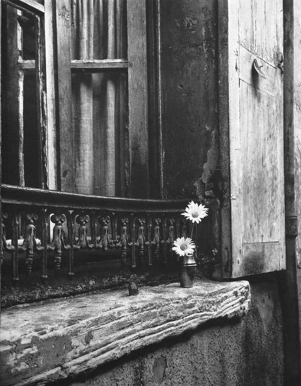 Tags: morning flowers
