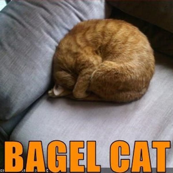 Tags: We kindly ask you not to confuse this fluffy ball with a bagel in the morning

