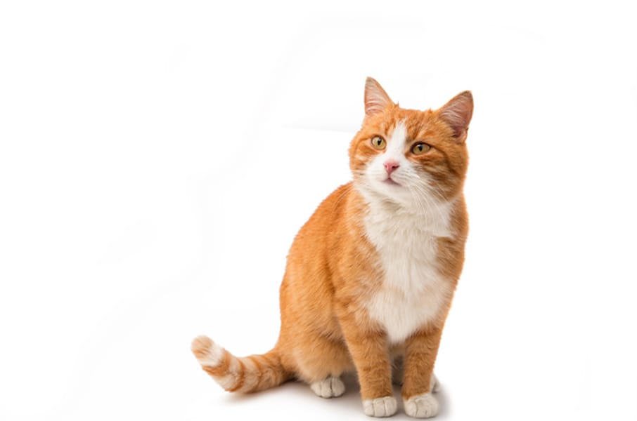 Tags: cat
