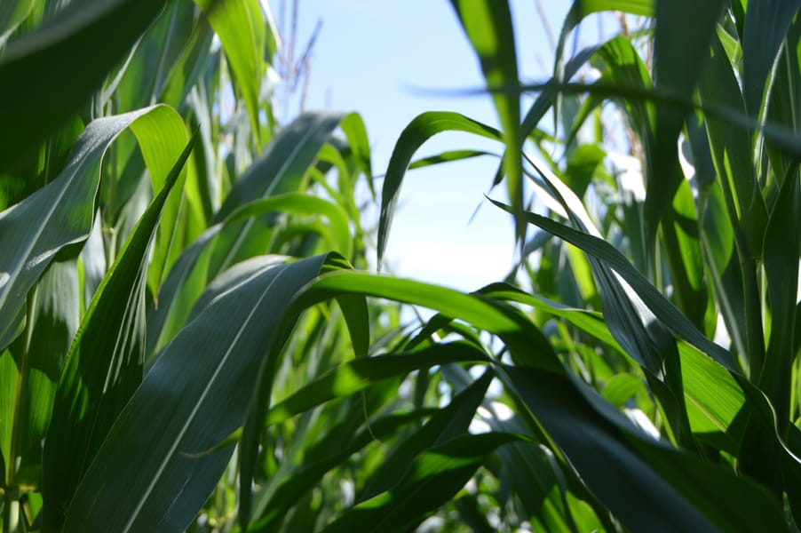 Tags: maize
