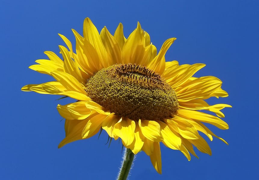 Tags: sunflower
