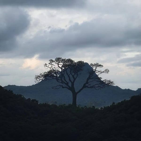 Tags: -
