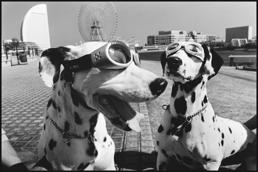 Tags: Dogs happy 
