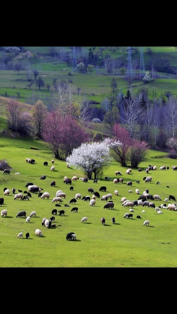 Tags: Sometimes the hunt becomes the shepherd
