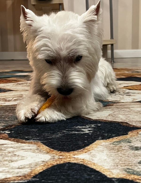 Tags: Raechka after haircut)
